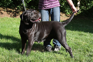 cane corso breeders puppies old world
